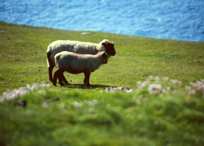 Schafe auf grüner Wiese - typisch irische Landschaft